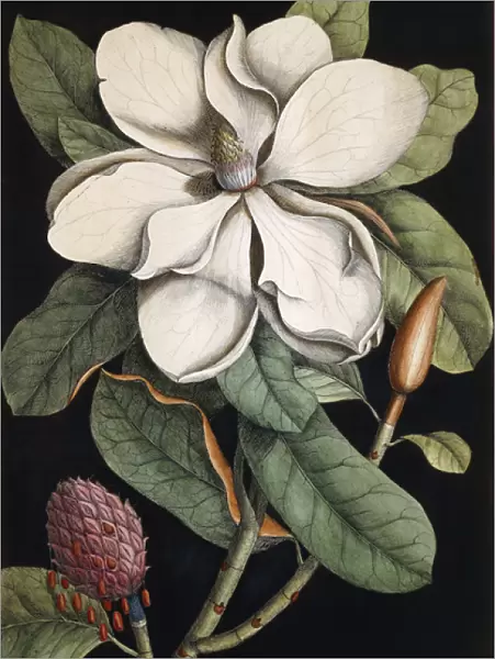Laurel Tree, 1731-1743 (hand-coloured etching)