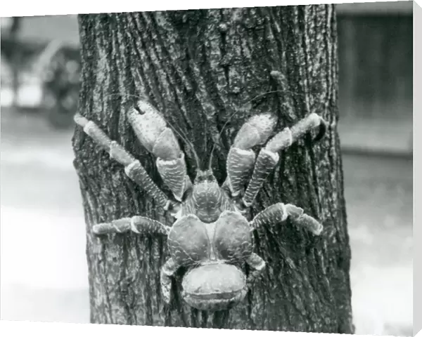A Coconut Crab, or Robber Crab, climbing a tree, London Zoo, July 1927 (b  /  w photo)