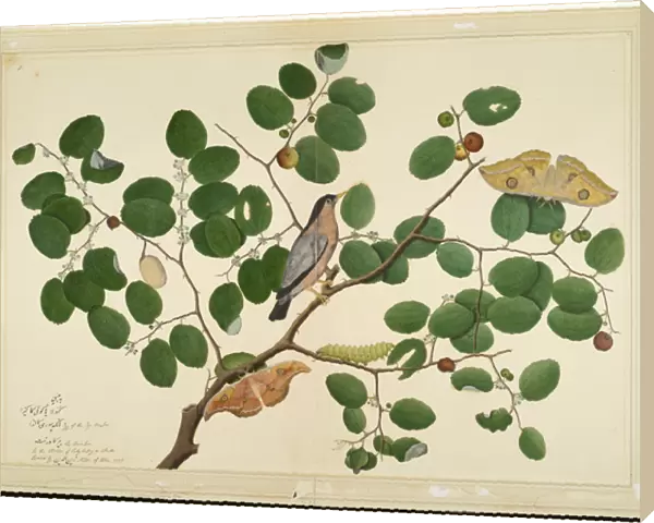 Brahminy Starling with Two Antheraea Moths, Caterpillar, and Cocoon on Indian Jujube Tree