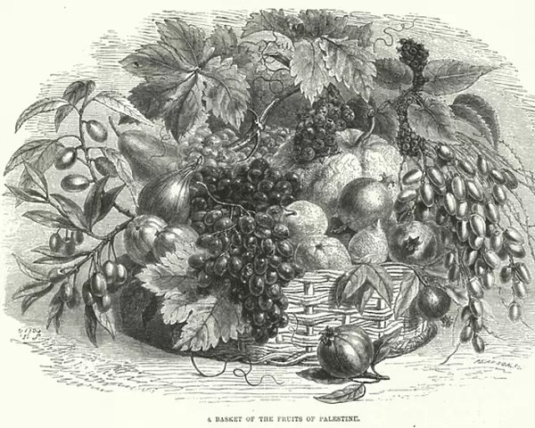 A Basket of the Fruits of Palestine (engraving)