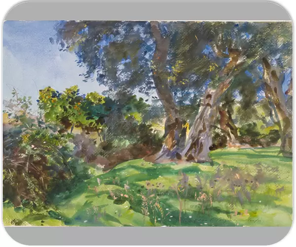 Olive Trees, Corfu (w  /  c & opaque w  /  c with scraping and wax resist over graphite on white