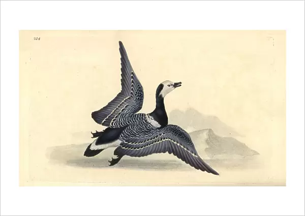 Barnacle goose, Branta leucopsis. Handcoloured copperplate drawn and engraved by Edward Donovan from his own 'Natural History of British Birds, 'London, 1794-1819
