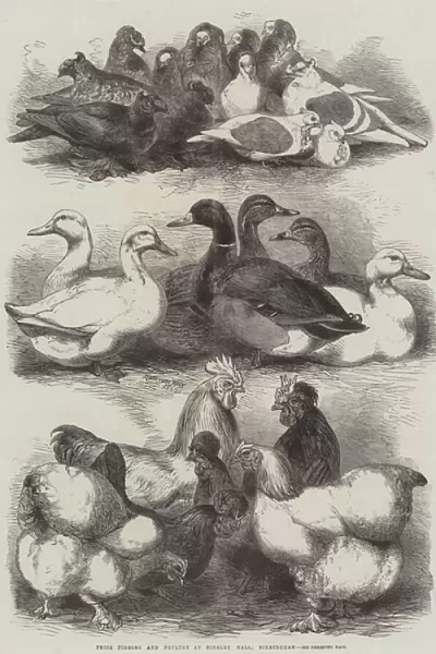 Prize Pigeons and Poultry at Bingley Hall, Birmingham (engraving)