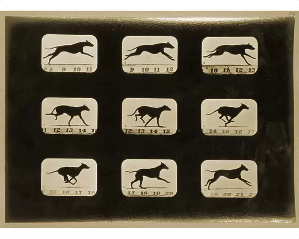 Greyhounds running, from the Animal Locomotion series, c. 1881 (b  /  w photo)
