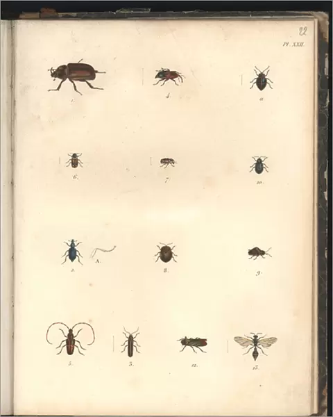 Beetles and Wasps, Pl. XXII, illustration from Recueil d