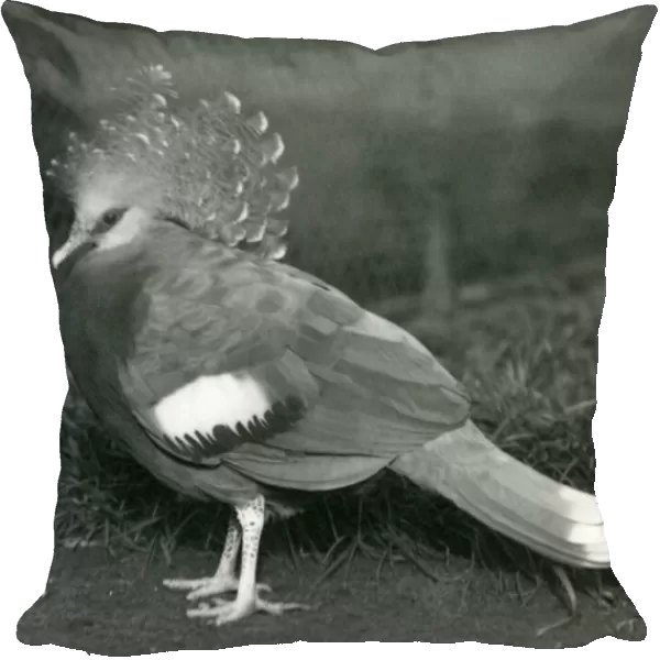 A Victoria Crowned Pigeon standing on the ground at London Zoo in September 1927