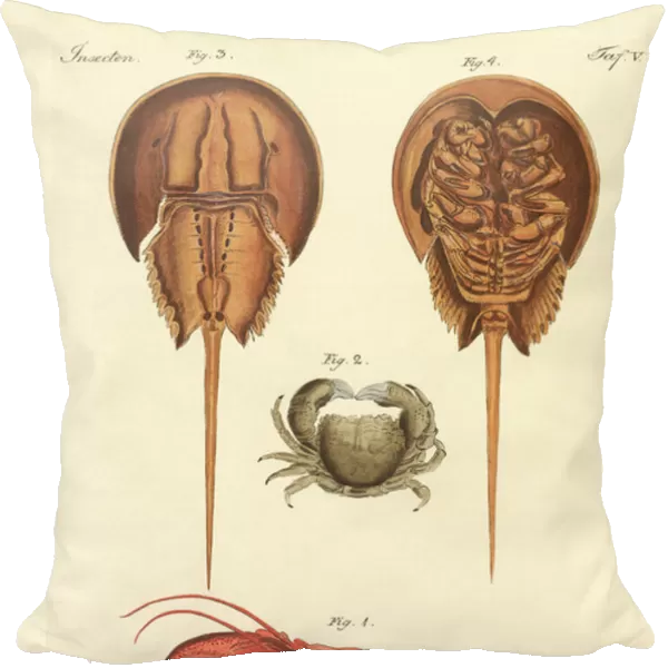Strange crabs (coloured engraving)