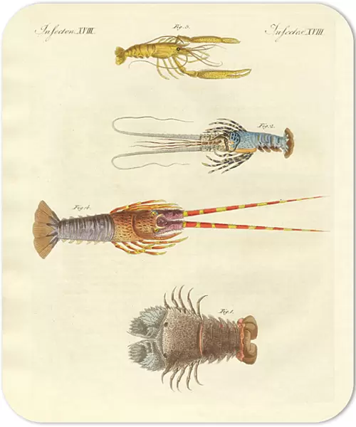 Strange crabs (coloured engraving)