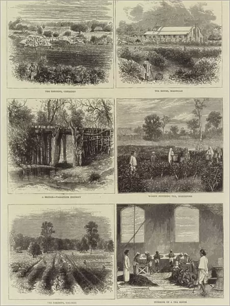 The Cultivation of Tea in Assam (engraving)