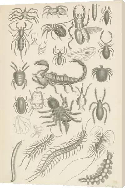 Spiders, scorpions, centipedes etc (engraving)