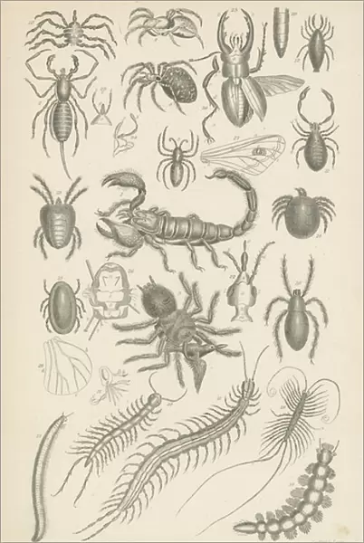 Spiders, scorpions, centipedes etc (engraving)