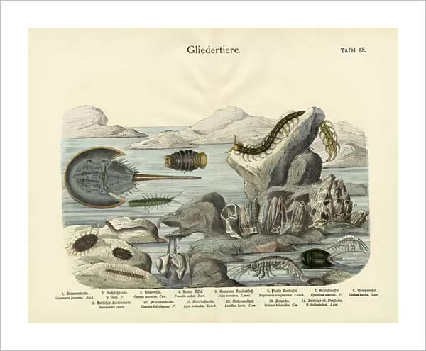 Arthropods, c. 1860 (colour litho)