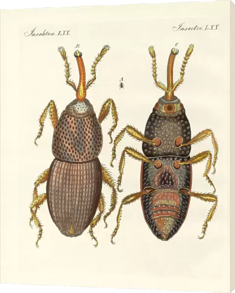 Harmful insects (coloured engraving)