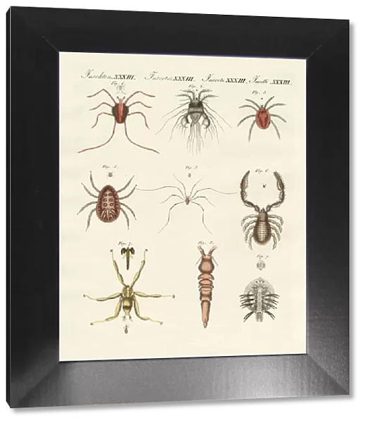Wonderful insects (coloured engraving)