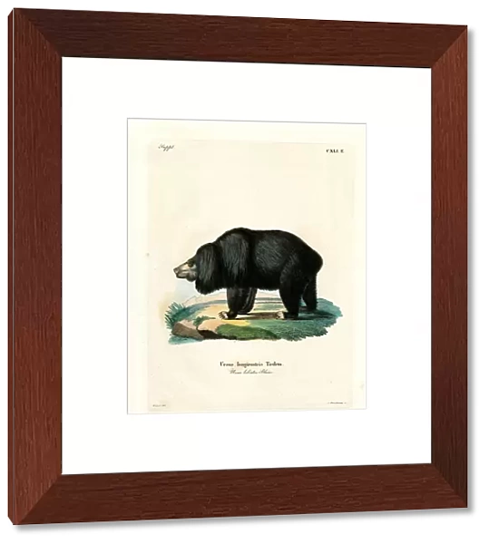 Sloth Bear (coloured engraving)