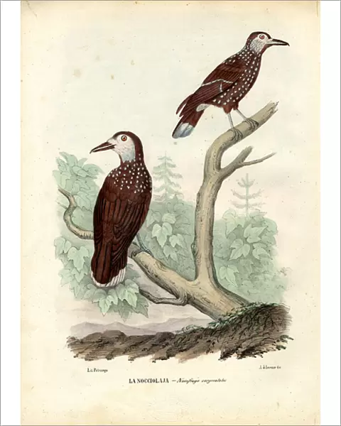 Spotted Nutcracker, 1863-79 (colour litho)