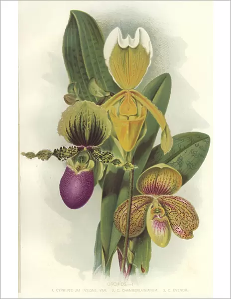 Orchids (colour litho)