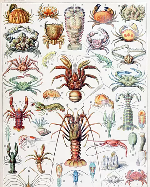 Illustration of Crustaceans c. 1923 (litho)