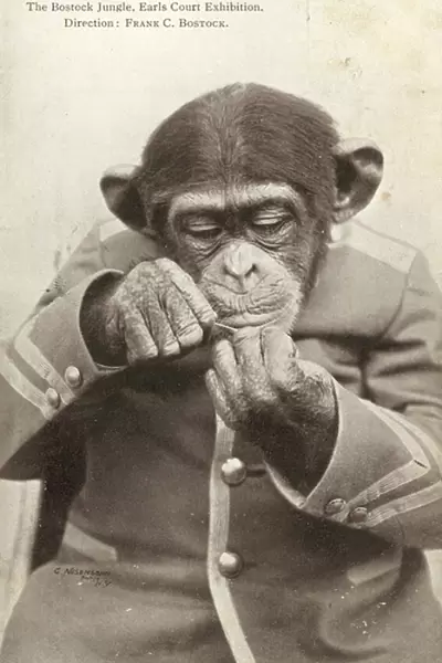 Chimp wearing a jacket (b  /  w photo)