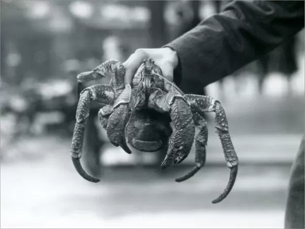 A Robber Crab, or Coconut Crab being held up by a keeper at London Zoo