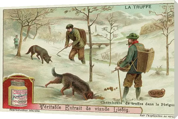 Truffle hunters in Perigord in France (chromolitho)