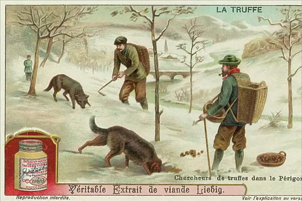 Truffle hunters in Perigord in France (chromolitho)