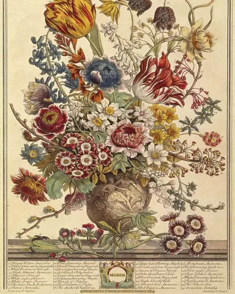 March, from Twelve Months of Flowers by Robert Furber (c