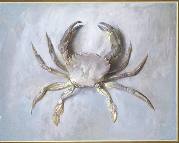 Velvet Crab, 1870-1 (w  /  c over pencil on paper)