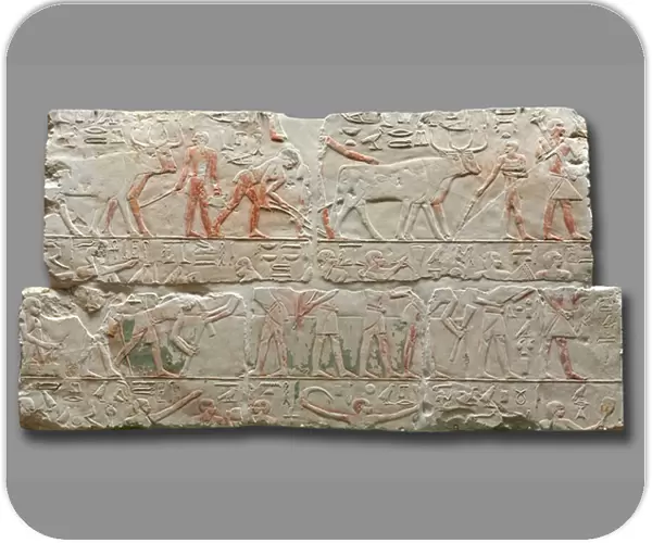 Relief of Agricultural Scenes, from Saqqara, c. 2311-2281 (painted limestone)