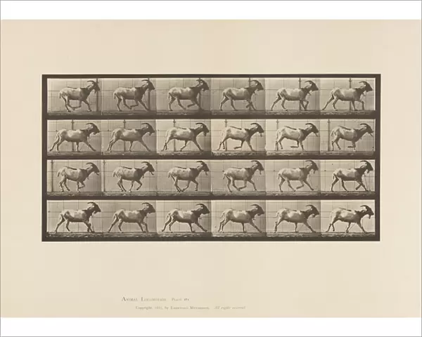 Plate 679. Goat; Galloping, 1885 (collotype on paper)
