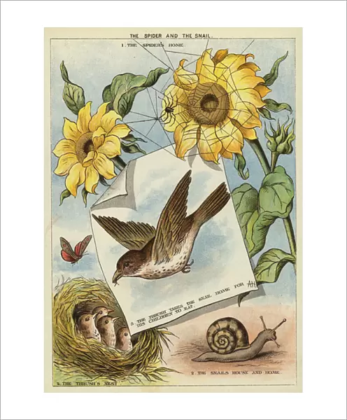 The spider and the snail (chromolitho)