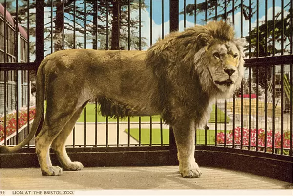 Lion at Bristol Zoo (photo)