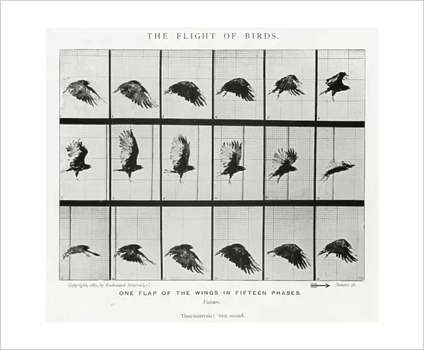 Eadweard Muybridge: The Flight of Birds (b  /  w photo)