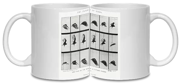 Eadweard Muybridge: The Flight of Birds (b  /  w photo)