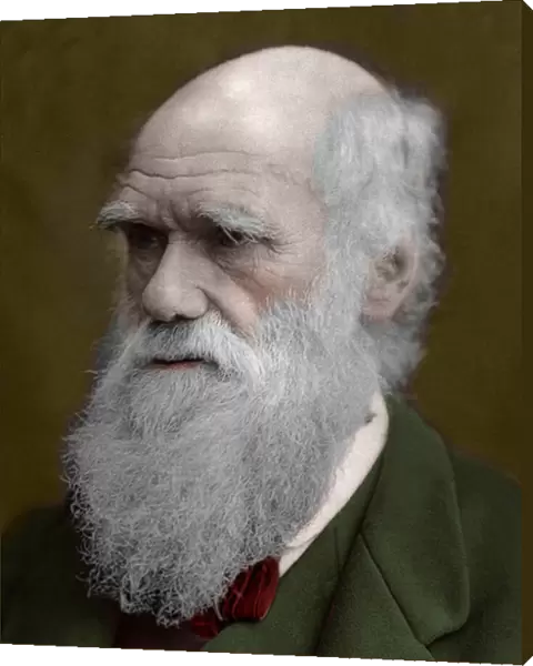 Portrait of Charles Darwin, 1878 - Portrait of the English naturalist Charles Darwin
