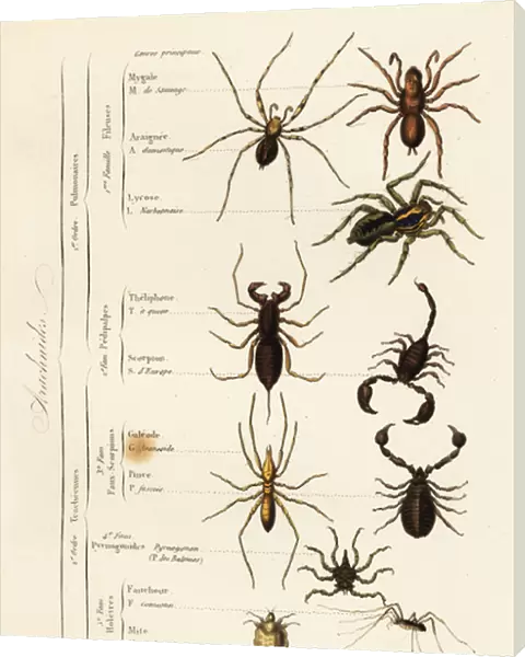 Orders of Arachnids