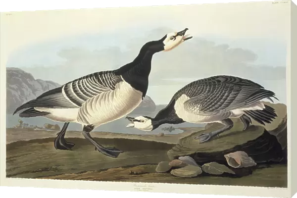 Barnacle Geese (coloured engraving)