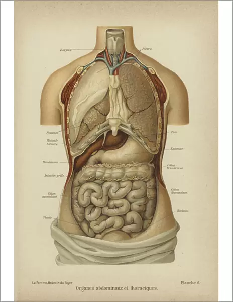 Internal organs of the abdomen and thorax (colour litho)