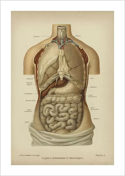 Internal organs of the abdomen and thorax (colour litho)