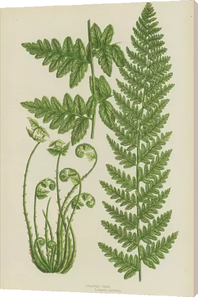 Crested Fern (colour litho)