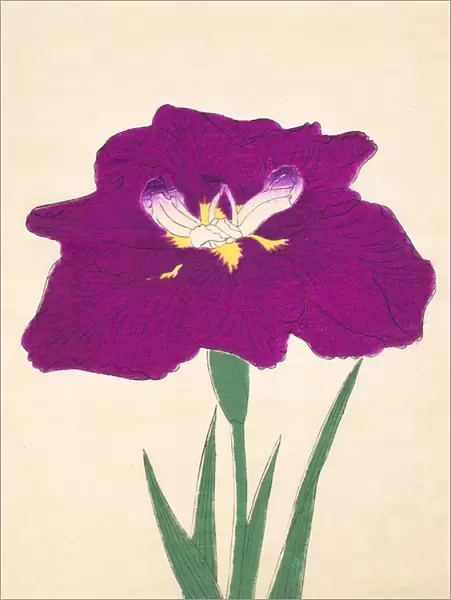 Hizume-no. -Hyoshi, no. 29, 1898 (colour litho)