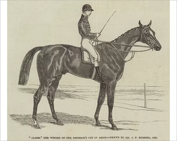 'Alarm, 'the Winner of the Emperors Cup at Ascot (engraving)