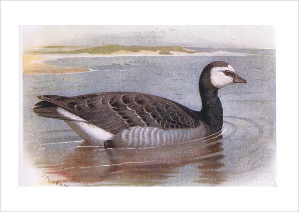 Barnacle Goose (colour litho)