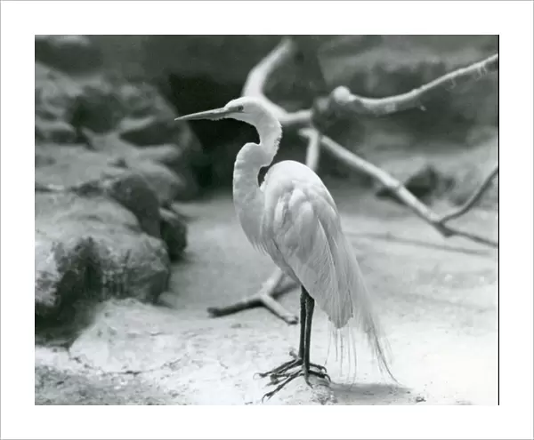 A Great  /  Common Egret or Great White Heron in breeding plumage