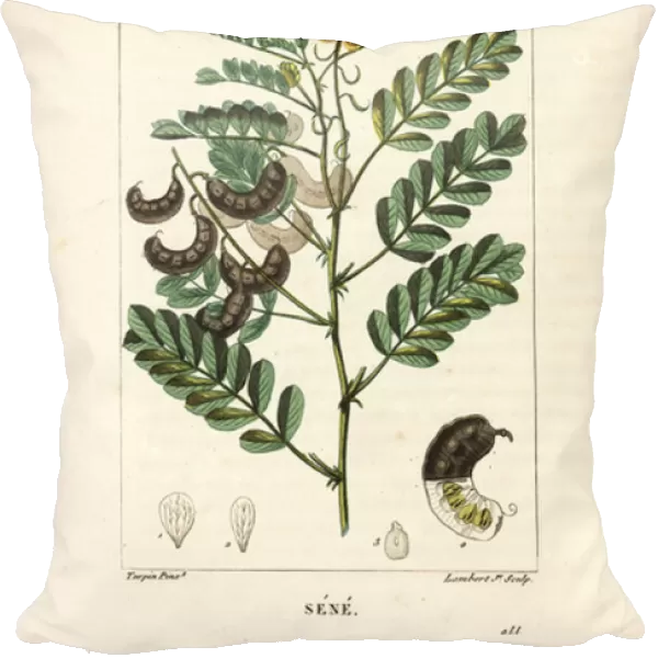 Sene - Alexandrian senna, Senna alexandrina, with flower, leaf, stalk and seed. Handcoloured stipple copperplate engraving by Lambert Junior from a drawing by Pierre Jean-Francois Turpin from Chaumeton