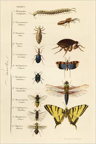 Orders of Insects