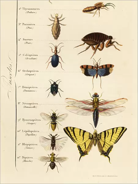 Orders of Insects