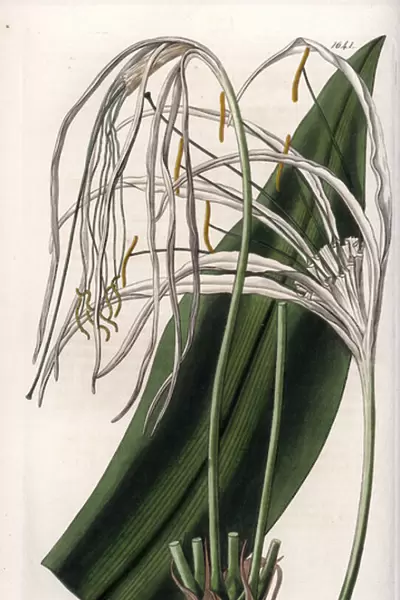 Araignee lily or sea daffodil or sea lily - Plate engraved by S. Watts, from an illustration by Sarah Anne Drake (1803-1857), from the Botanical Register of Sydenham Edwards (1768-1819), England, 1833 - Beach spider lily