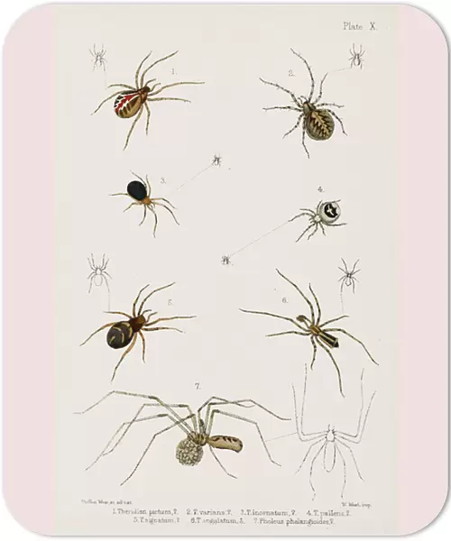 British spiders (colour litho)