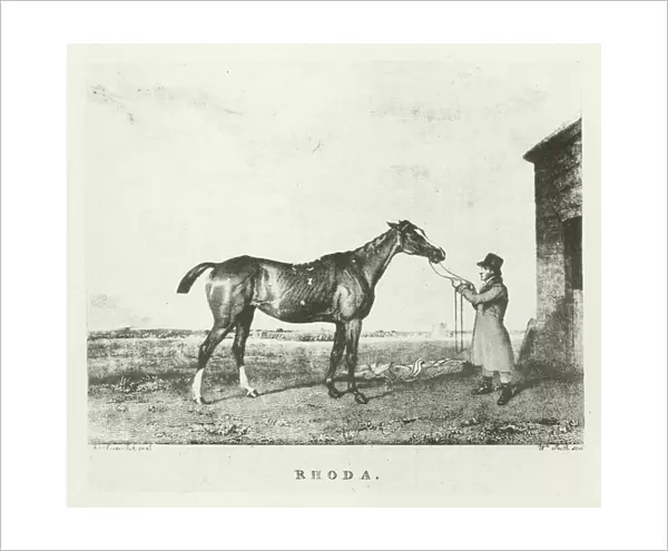 Rhoda, foaled 1813 (b  /  w photo)